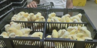 وزارة الزراعة تواصل برامج التقصي النشط بمزارع وأسواق الدواجن: تحصين أكثر من مليون طائر بالمحافظات